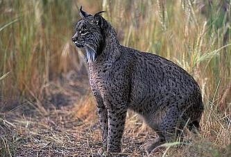 lynx是什么牌子(皮草金字塔的顶层~~Lynx(猞猁/山猫))