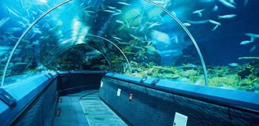 上海海洋水族馆门票预订(上海海洋水族馆遛娃攻略)