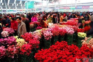 云南花卉市场(通过三朵"花",速览昆明斗南花市)