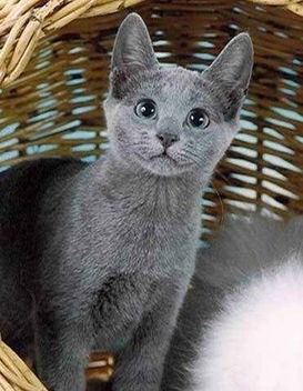 俄罗斯蓝猫多少钱一只(常见的18种宠物猫,性格,价钱和寿命一览)