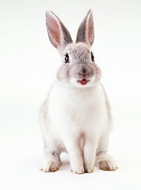 兔子网络用语是什么意思(网络俚语中的“兔子”是什么意思?)