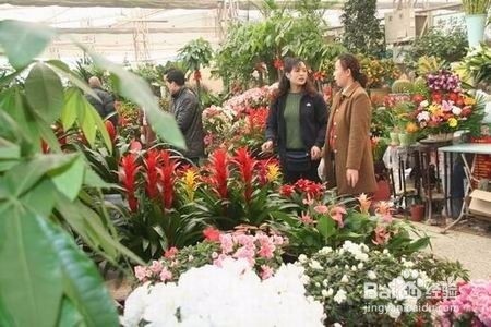 北京花卉市场(保姆级京圈花市攻略)