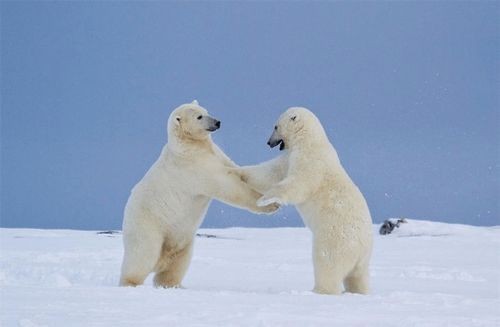 北极熊为什么不怕冷呢20字(科学探索｜北极熊为什么不怕冷)