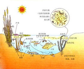 地球三大生态系统包括森林海洋和什么(湿地生态系统-地球之肾)
