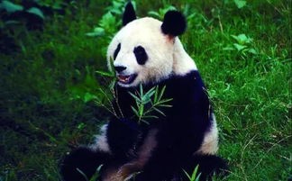 大熊猫寿命有几年(认养一只大熊猫,要多少钱?)