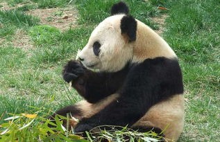 大熊猫的生活特点是什么(大熊猫是不是特别懒?)