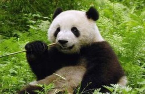 大熊猫的资料介绍三年级(大熊猫资料整理三年级)