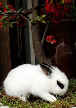 宠物兔子品种及价格(兔子家族:了解不同品种的兔子及其特点)