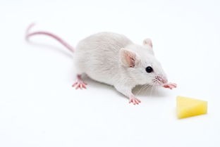 动物种类那么多,为什么科学家非要用小白鼠做实验?