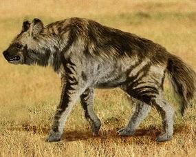 巨鬣狗怎么读(非洲二哥的"鬣狗"的江湖究竟有多令人敬畏)