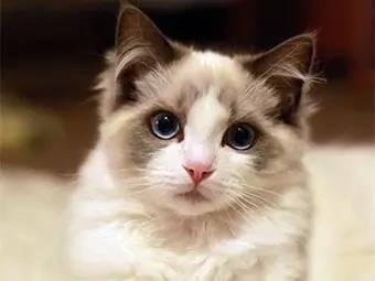 布偶猫哪个色最贵(常见的几种"布偶猫"花色,你会区分吗?)