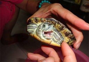 梦见乌龟咬人是什么预兆 女性(梦境解析:梦见乌龟是怎么回事?)