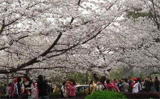 武汉大学樱花节是什么时候(刚刚!武汉大学2023年赏樱政策发布!)