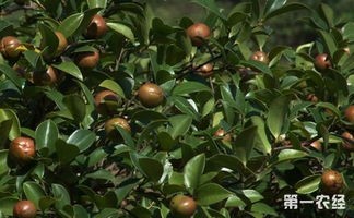 油茶树种植技术