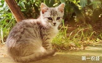 波米拉猫多少钱一只(猫界最值得养的6种猫,不仅便宜,还特别好养)