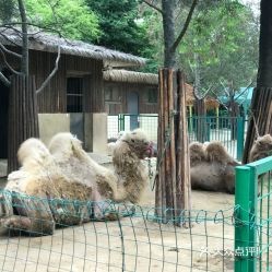 济南动物园门票多少钱(官宣:母亲节,济南这些景区有优惠!)