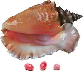 海螺珍珠价格多少一颗(一颗价值连城的珍珠——海螺珍珠)