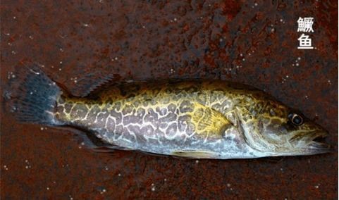 淡水鱼种类大全(中国常见的20种淡水鱼【科普】)