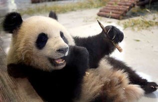 熊猫吃肉