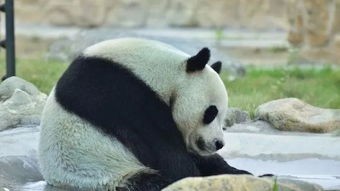 熊猫打架