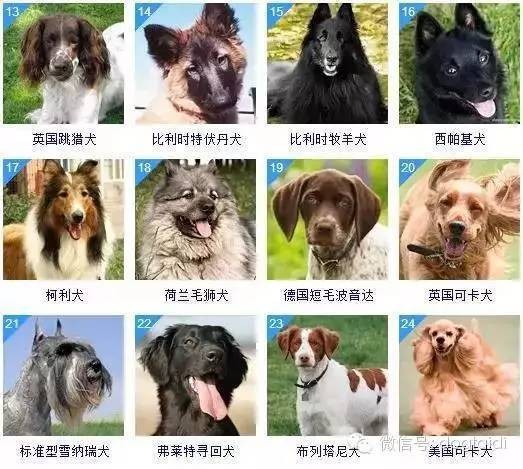 狗的智商排名前十名(世界上十大最聪明的狗)