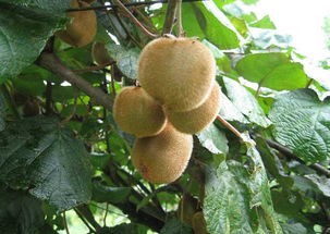 猕猴桃属于什么种类水果