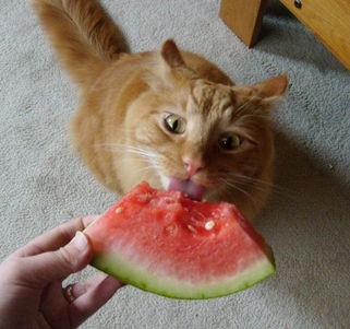 猫咪吃西瓜