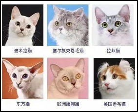猫咪品种