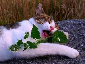 猫薄荷是什么植物(令猫欲罢不能的猫薄荷到底是个啥?)