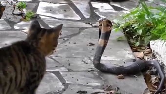 猫蛇大战谁厉害(猫,为什么能轻松干掉蛇?)