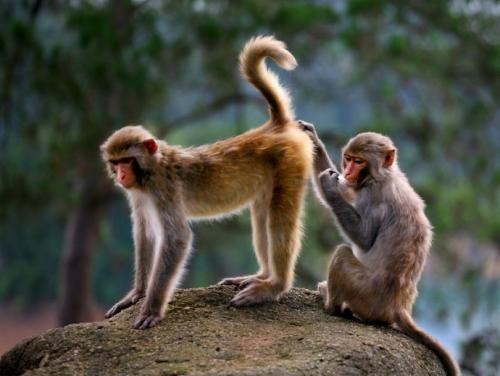 猴子的尾巴有什么作用
