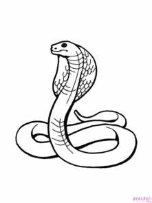 画蛇
