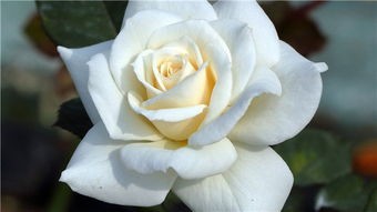 白玫瑰花语是什么意思
