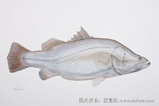 白鲢鱼怎么做好吃(草鱼5种特色吃法,每种简单美味)