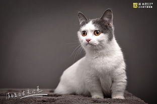 短腿猫是什么品种(猫中柯基--短腿猫,腿短身胖,堪称最萌的存在!)