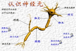 神经元的功能(运动神经元究竟是怎么回事呢?)