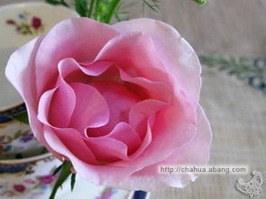 粉玫瑰代表什么意思(粉色系玫瑰区分,不仅外表美,名字更美)