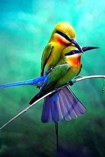 红子鸟(沼泽山雀和褐头山雀的辨别方法)