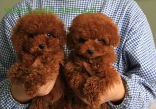 纯种泰迪犬价格多少钱一只(买一只纯种泰迪,大概要花多少钱?)