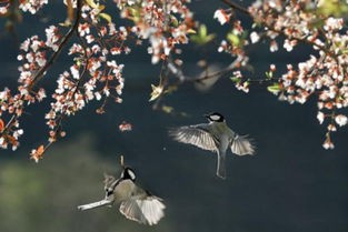 草长莺飞的意思解释(关于春天的16个成语,如诗如画!)
