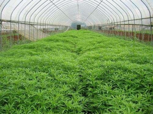 蔬菜温室大棚(如何建造塑料大棚?如何安排蔬菜种植?)