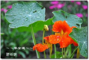 蔬菜花(网友:这些常见蔬菜的花,美得真是太不像话了!)