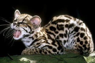 虎猫和豹猫有什么区别?