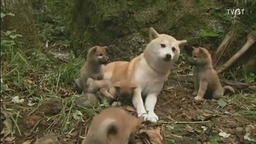 里见八犬传(日本文学中的“犬”:猫狗对峙,受伤的总是狗?)