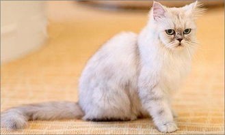金吉拉猫多少钱一只(如果免费送你一只猫,这10种,你会选哪只?)