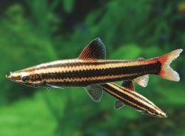 铅笔鱼能长多大(干货:9种适合新手饲养的小型观赏鱼!)
