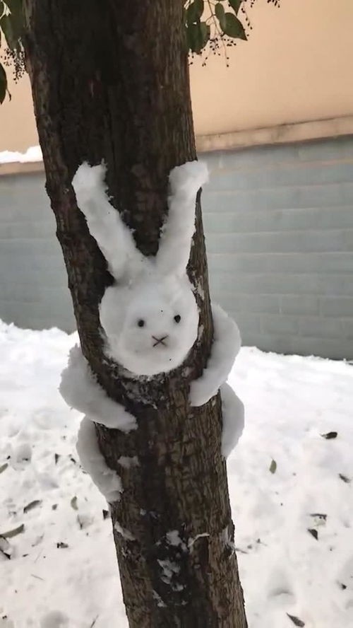 雪兔子