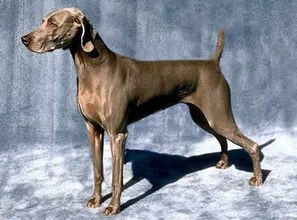 魏玛犬价格(世界名犬--德国魏玛犬 幽灵犬)