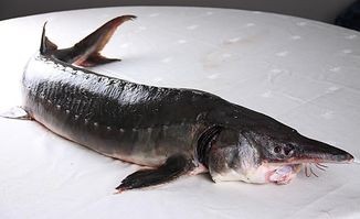 鲟鳇鱼多少钱一斤(68条鱼600万,鸭绿江鲟鳇鱼为什么这么贵)