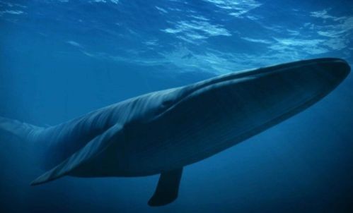 鲸鱼的资料简介(鲸落|揭秘"一鲸落,万物生"背后的秘密)